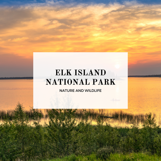 elk island national park mini travel guide